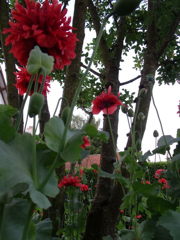 fleurs des villes et fleurs des champs