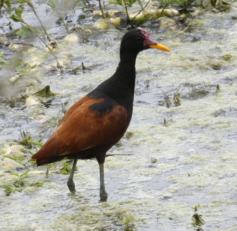 Album - Marais de Segua