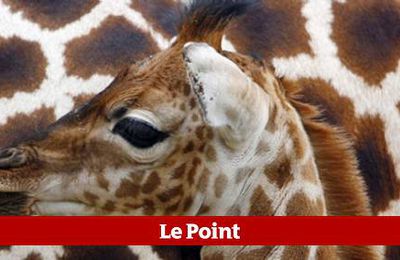 SCANDALE CHEZ LES GIRAFES