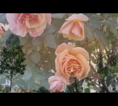 Voces de Primavera - Johann Strauss