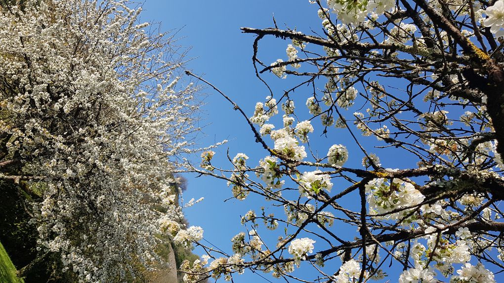 Dans le jardin de la Résurrection...