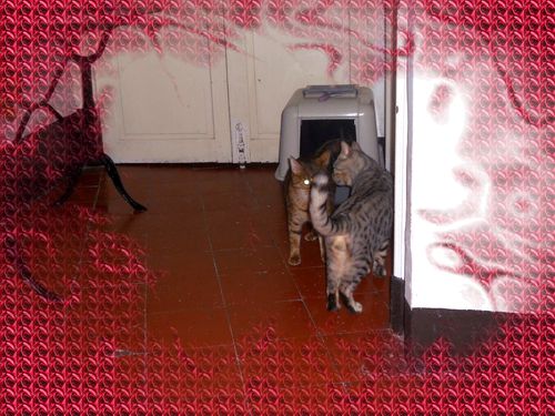 Premiere Parade Amoureuse Le Bengal Une Race De Chat Exceptionnelle