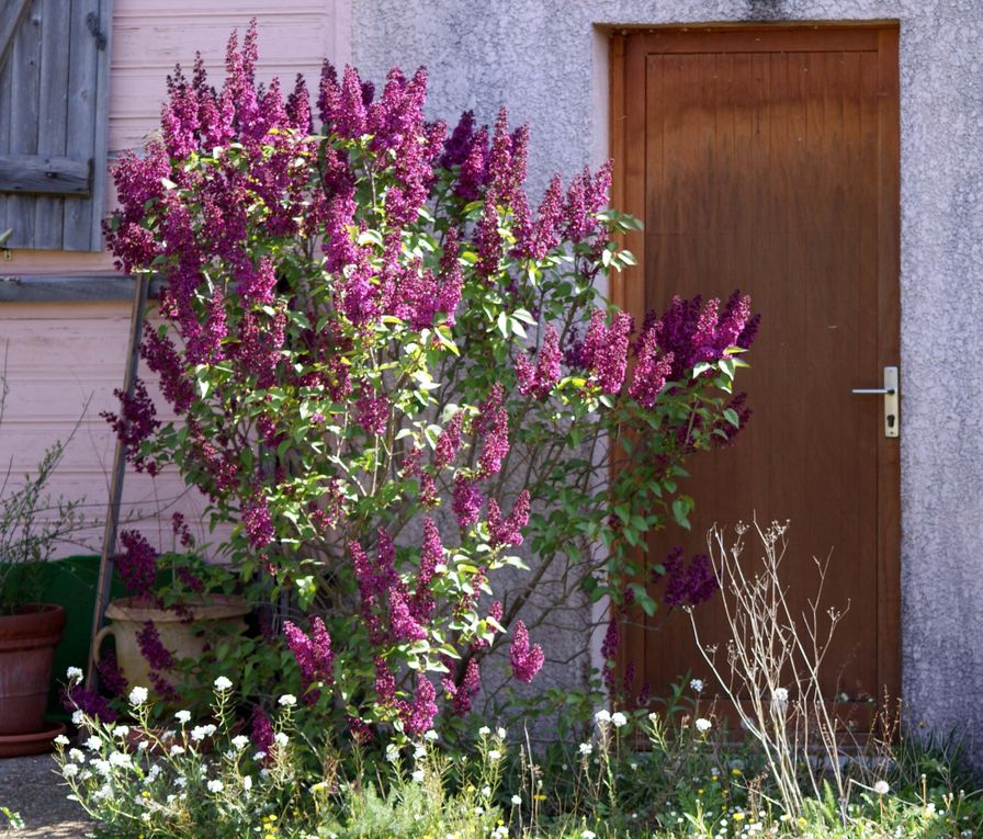 Fleurs de printemps de mon jardin ou des jardins de mes amies...