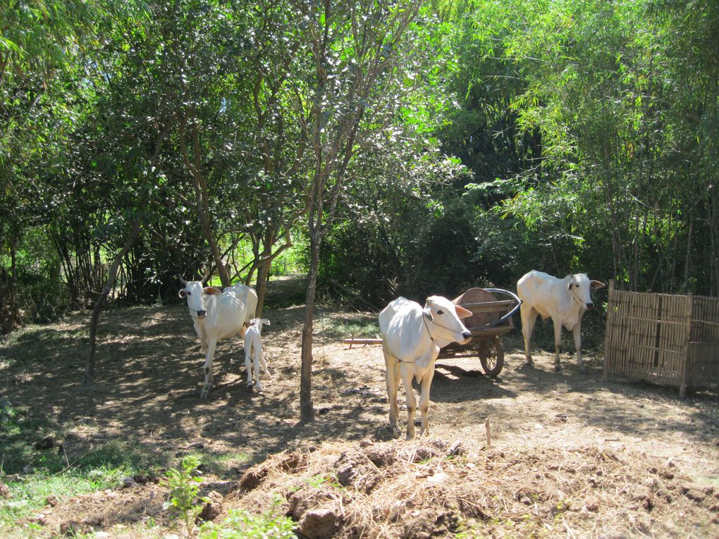 Album - Kompong-Cham