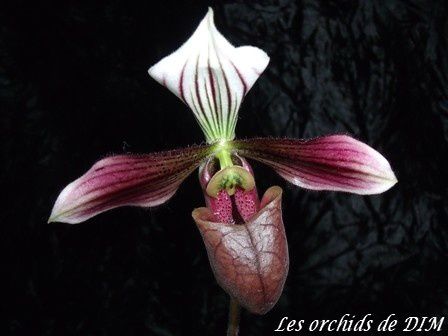 Album - Paphiopedilum