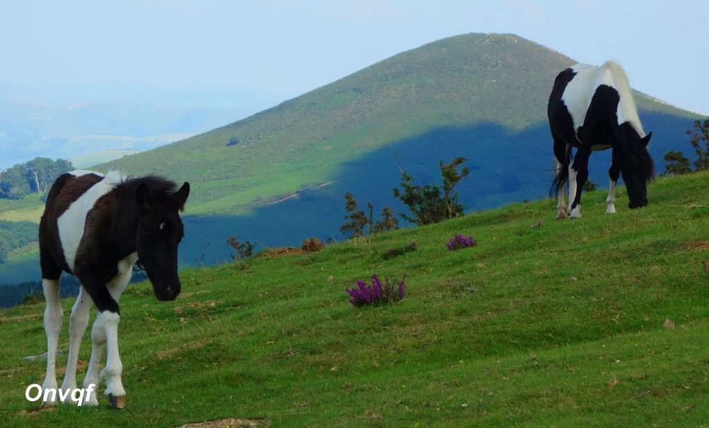 Pottok, Pays Basque (Pyrénées-Atlantique 64) AAA