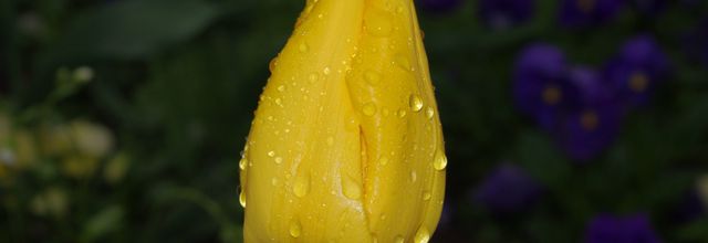 Tulipe sous la pluie