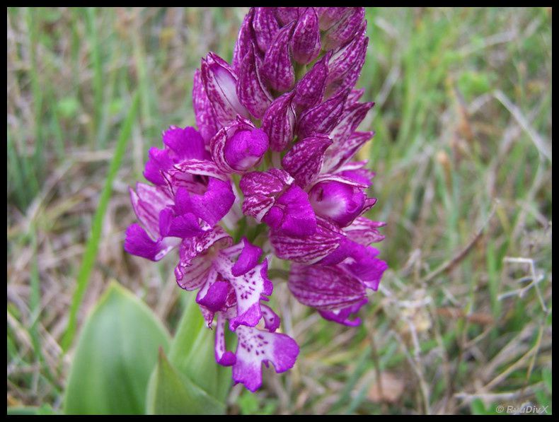 Orchis-purpurea