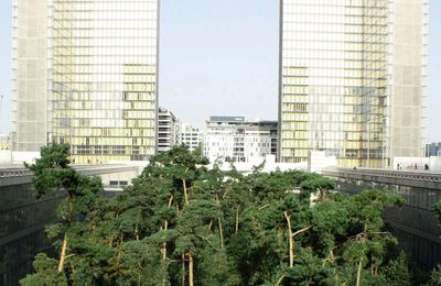 Forêt vierge sortie des entrailles de la BNF