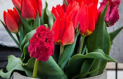Tulipe entretien vase