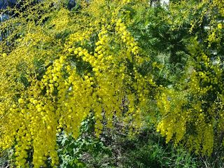 Jardiner avec la lune en février