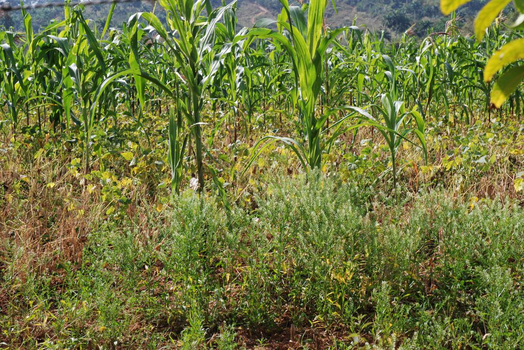 Album - Cuba-Vinales