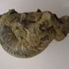 Nautile fossile de lAlbien des Ardennes françaises