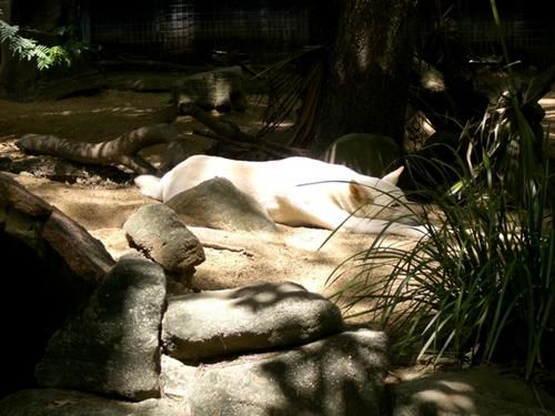 Hier die zweite Ladung an Bildern vom Australia Zoo sowie brandneu von der Lone Pine Koala Sanctuary - enjoy!!!!