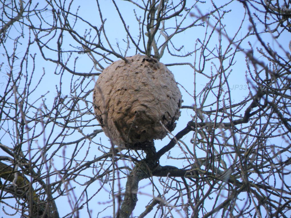 Nombreux nids toutes formes, tout endroits, du plus petit au plus gros, du plus jeune aux plus vieux, et sur tous les supports.