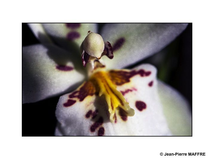 Des orchidées dans toute leur splendeur nous ravissent par la variété de leurs formes et de leurs couleurs.