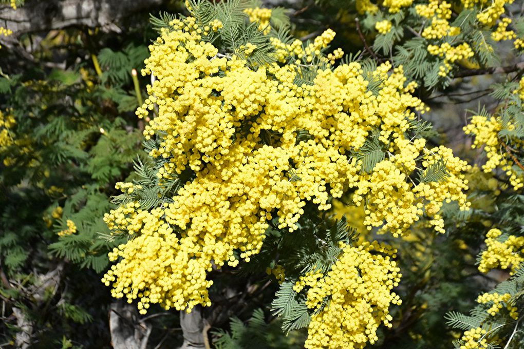 SUR LA ROUTE DU MIMOSA: GRASSE-MANDELIEU