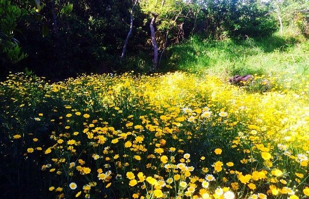 Corée du Sud - Île de Jéju - Le jardin botanique... 