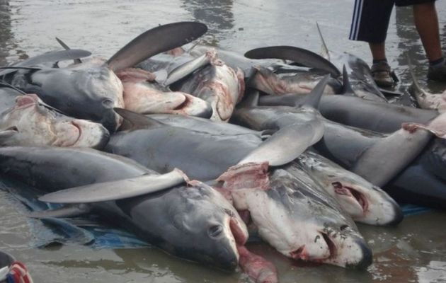 Une star du surf, militant écologiste, appelle à un abattage quotidien de requins à la Réunion