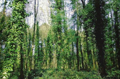 Bien-être dominical : balade, gourmandise et beauté naturelle