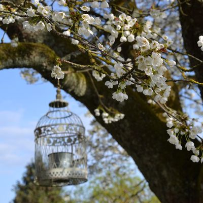 Printemps en blanc