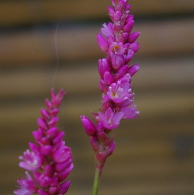 055 - Persicaria orientalis