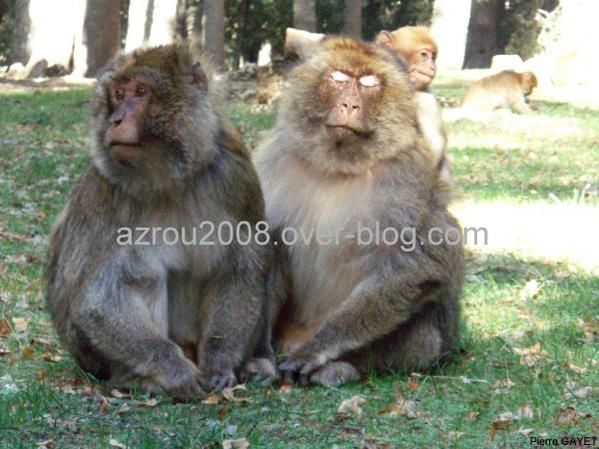 macaques de Barbarie (Macaca sylvanus) ou singe magot, dans une forêt de cèdres du moyen-Atlas marocain