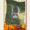 Ecureuil en automne . Squirrel in fall ! Photomanip