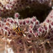 La carotte sauvage, une plante d'intérêts à enjeux multiples