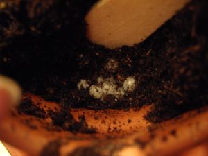 Snail Porn ou petit traité de l'amour et de la sexualité chez les escargots