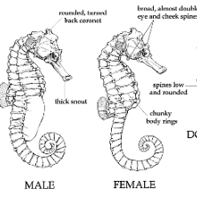 L'hippocampus Algiricus