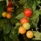 Tomates en extérieur et mildiou : Matt's wild cherry vs Petit moineau - Au jardin des Quatre Moineaux