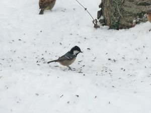 la famille des mésanges est bien représentée dans nos observations ;  et la Mésange noire (cliché Maurice Richard) et la Mésange à longue queue (cliché Martial Queyrie)restent peu fréquentes.