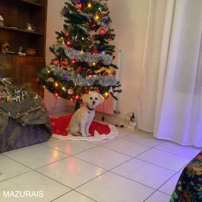 Loona attend le Père Noël
