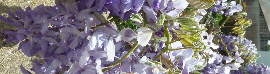 fleurs de Bretagne ...les glycines