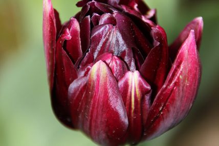 TULIPE BORDEAUX