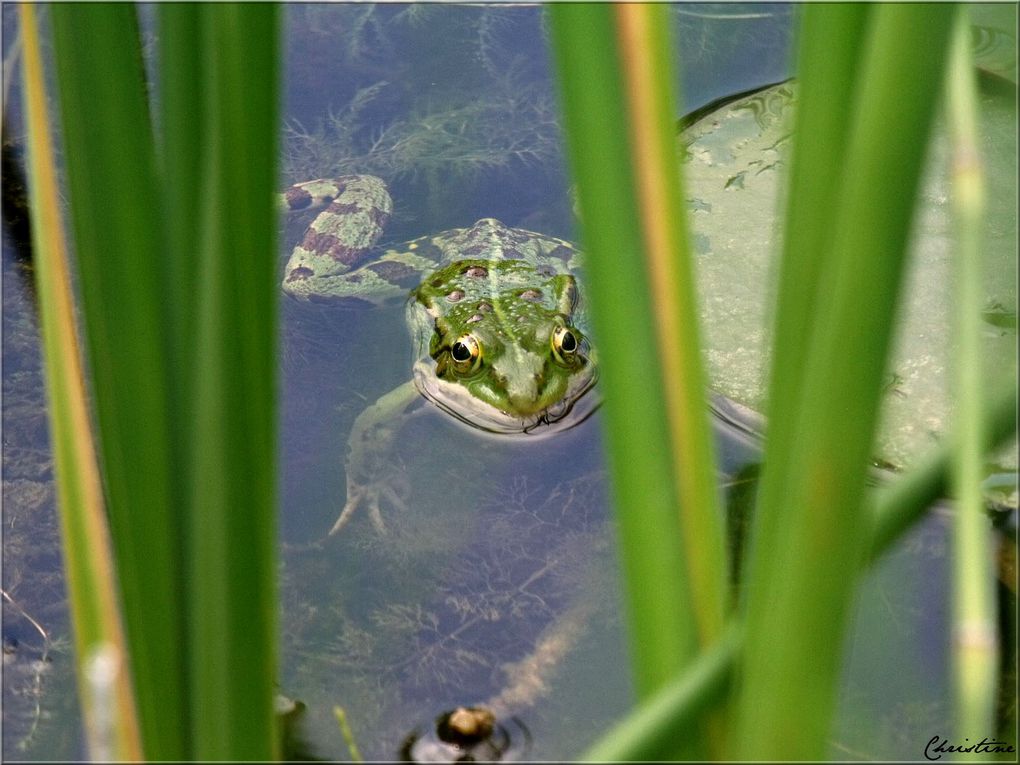 Album - DES-GRENOUILLES