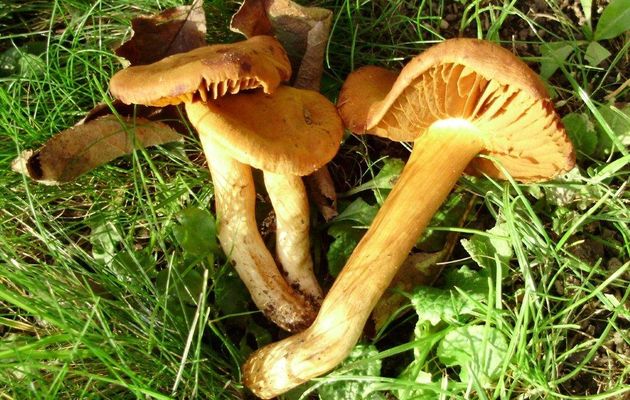 Un champignon mortel qui détruit les reins, Cortinarius orellanus.