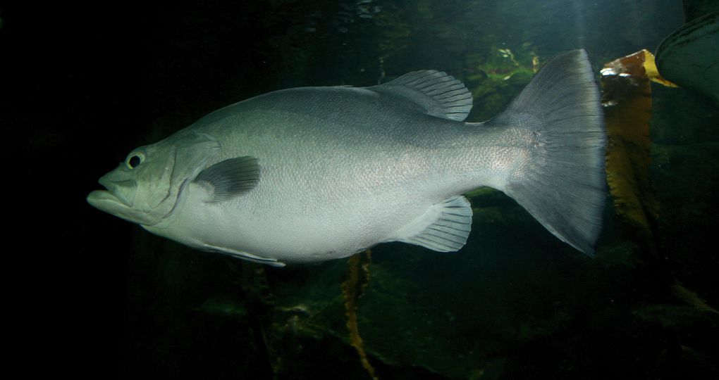 Visite de l'Océarium du Croisic Loire Atlantique