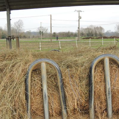 Quand la bactérie mourra, le cheval tremblera !