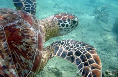 Suivons les tortues vertes du plateau des Guyanes.