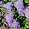 Ageratum