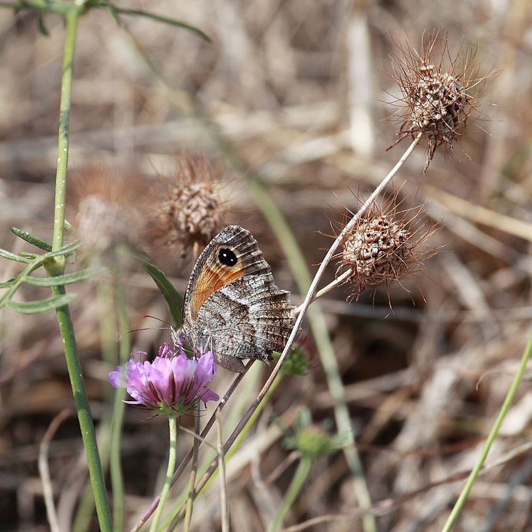 Album - Faune-Insectes-2