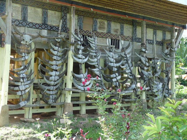 Du paradis des îles Togians et des peuples Bajaux aux rites du pays Toraja!!