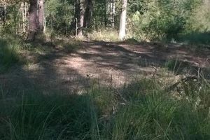 A l'occasion du VIIème Congrès d’Etudes Basques en  2003 - Louis Dassance étudie les principales essences que l’on trouve dans la forêt, en Pays Basque continental ainsi que le délicat problème du reboisement