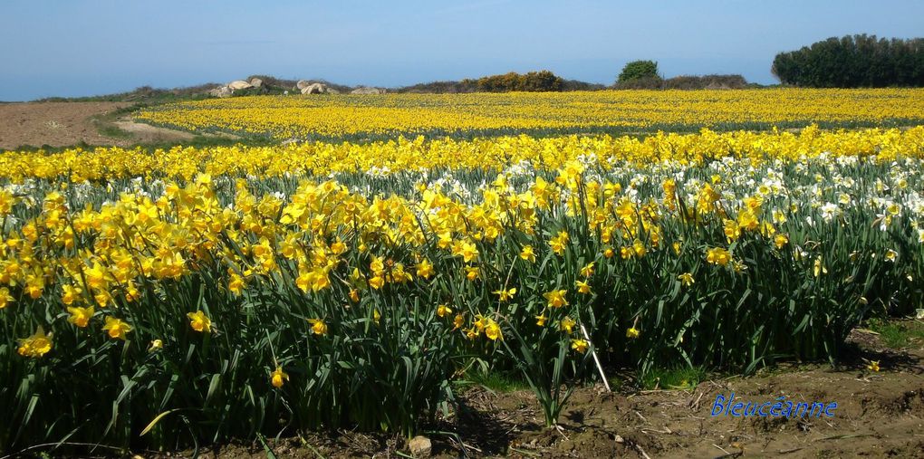 Prés et champs dont la mer n'est jamais éloignée, bois de korrigans et bords de dunes... Fleurs des champs!