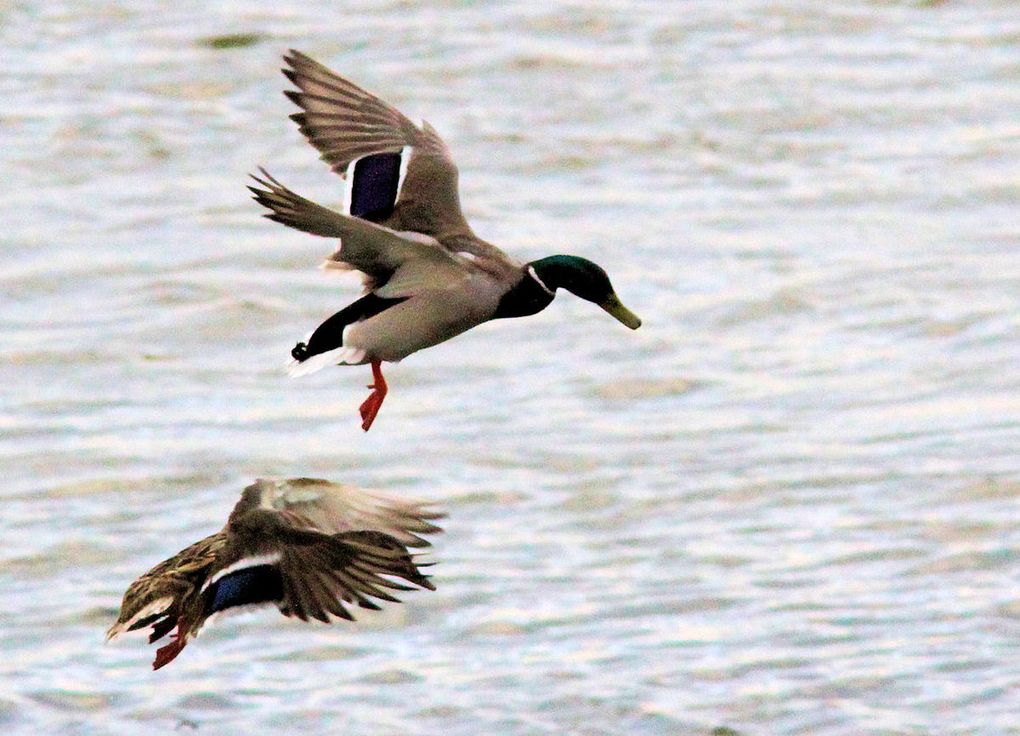 Canard colvert : duo amoureux en ballet aérien