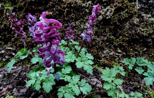 Sortie printanière sur le sentier des Gaudins à Césarches mardi 27.03.18