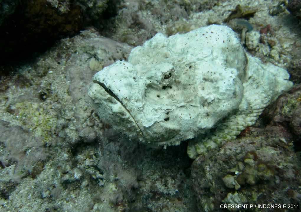 Manado et île de Bunaken, Banka, Lembek