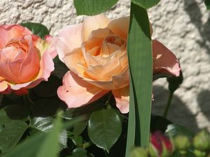 Une rose, un jour : Marie Curie